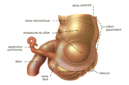Hémorroides - Docteur Desantis - Chirurgie viscérale et digestive